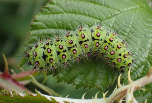 Saturnia pavonia